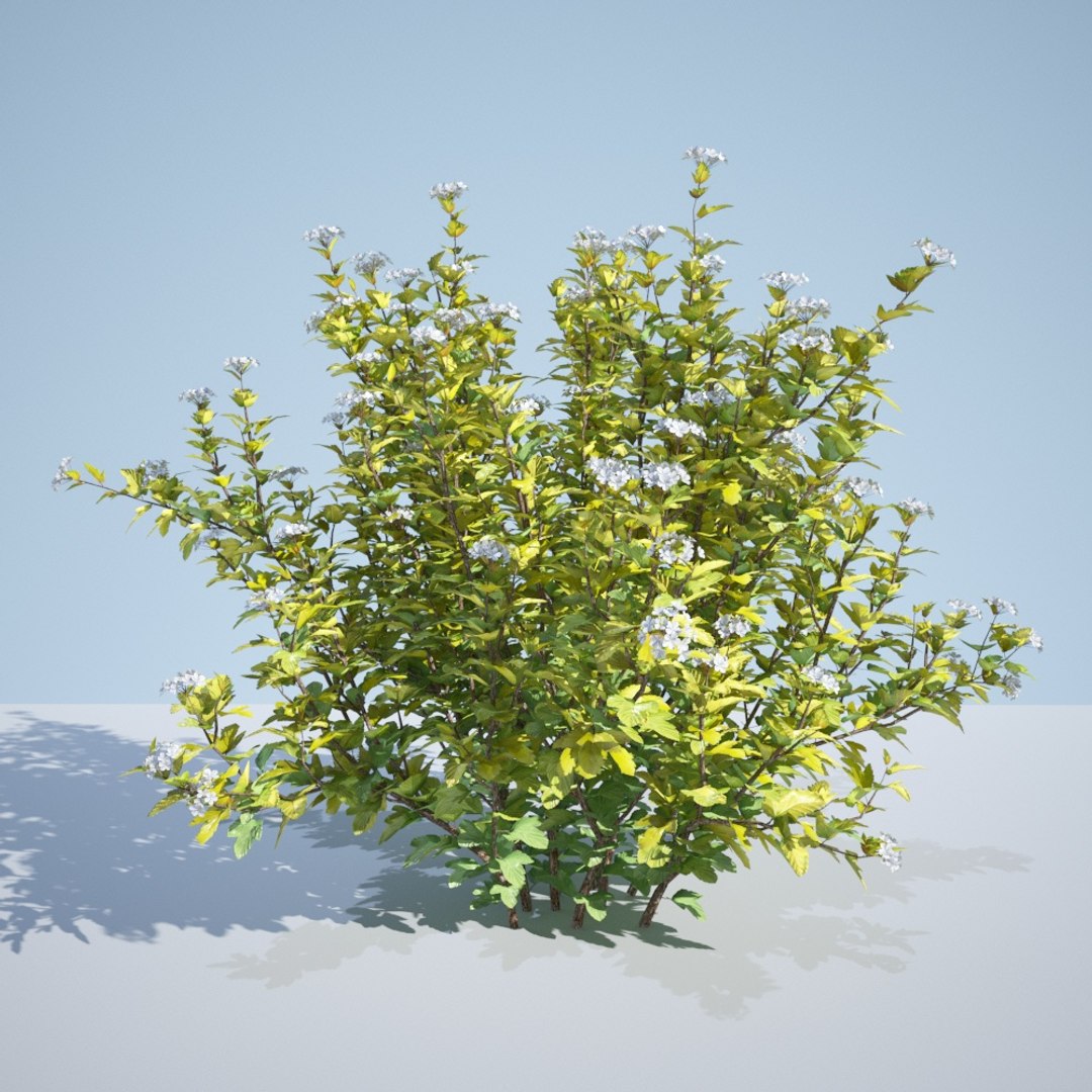3D model 8 ninebark physocarpus opulifolius https://p.turbosquid.com/ts-thumb/Rm/5BDArK/njZ3vm9A/luteus_170/jpg/1560514893/1920x1080/fit_q87/f9a5a84480263d6b4691895bab9bb401edfccb16/luteus_170.jpg