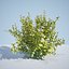 8 Ninebark Physocarpus opulifolius luteus