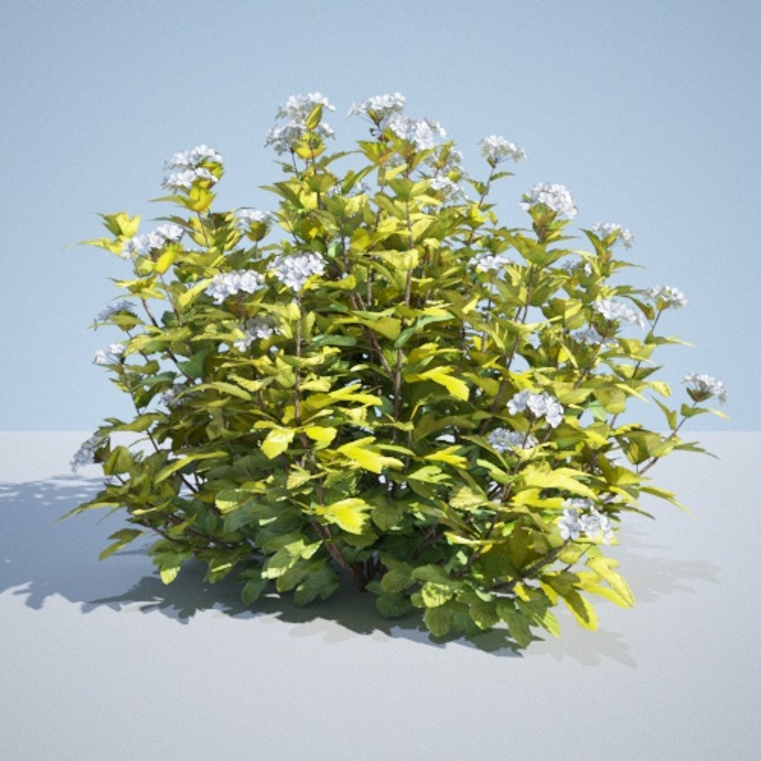 3D model 8 ninebark physocarpus opulifolius https://p.turbosquid.com/ts-thumb/Rm/5BDArK/s5FjUZyS/luteus_90/jpg/1560514893/1920x1080/fit_q87/3b8f35fab191efb1af818fa8b04eb1c71def0d03/luteus_90.jpg
