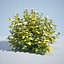 8 Ninebark Physocarpus opulifolius luteus