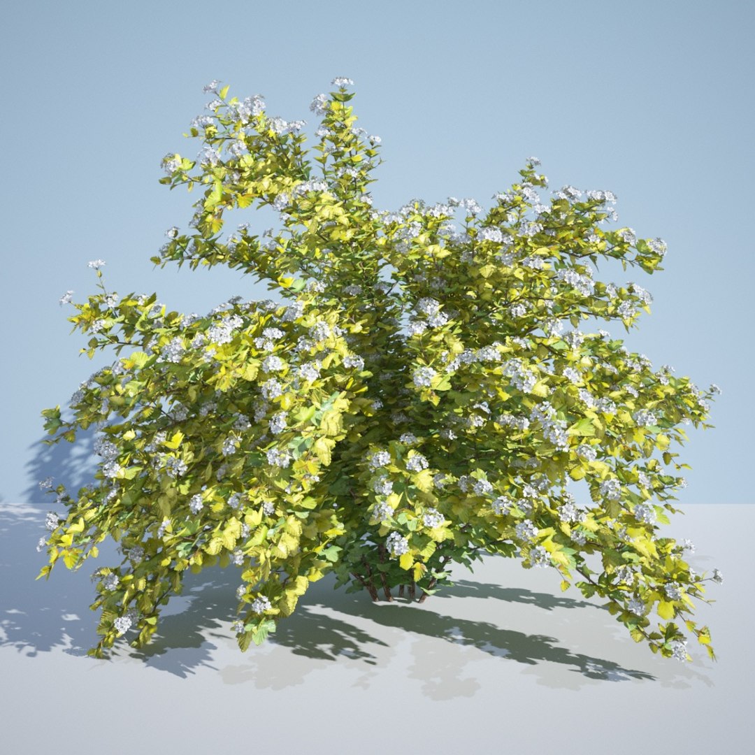 3D model 8 ninebark physocarpus opulifolius https://p.turbosquid.com/ts-thumb/Rm/5BDArK/uXnKv5jo/luteus_235_2/jpg/1560514893/1920x1080/fit_q87/6c13d9db98af75af827102336502c41782ae74ba/luteus_235_2.jpg