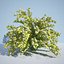 8 Ninebark Physocarpus opulifolius luteus