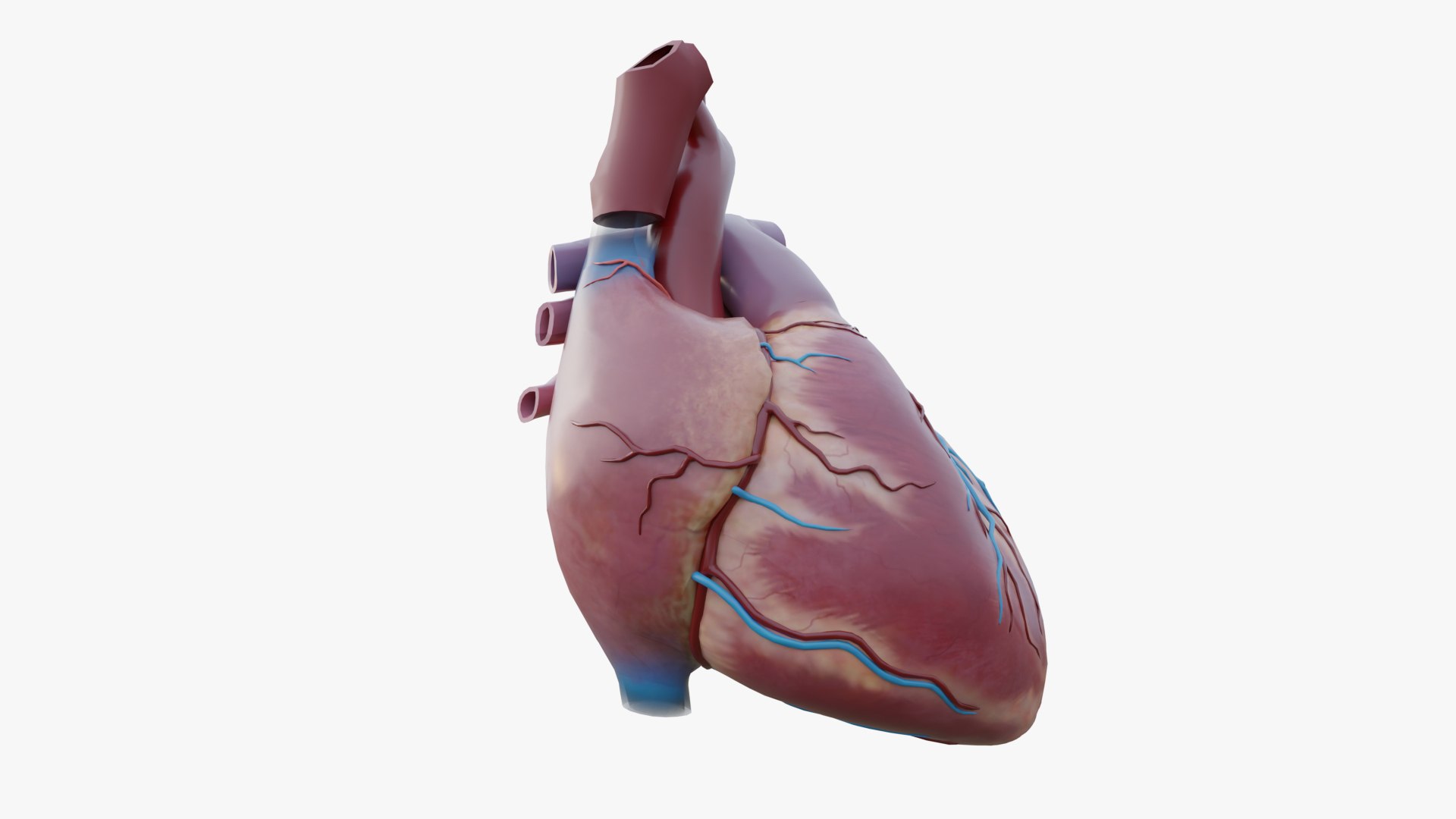 Human Heart 3D Model Detailed Cardiac Anatomy 3D Model - TurboSquid 2566178
