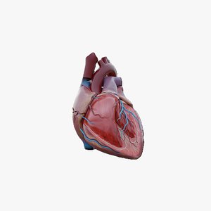 Human Heart 3D Model Detailed Cardiac Anatomy