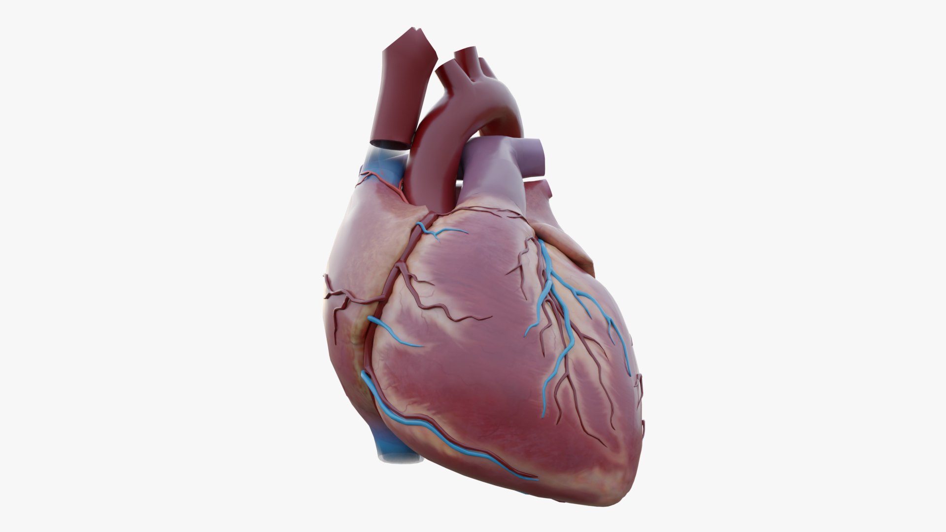 Human Heart 3D Model Detailed Cardiac Anatomy 3D Model - TurboSquid 2566178