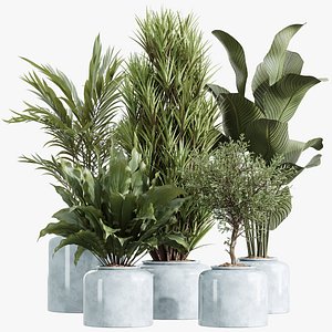 AV Indoor Plants Set 248 Pelagio Palm and Yucca Elephantipes and Cuban Cigar and Olive Elegant 3D model