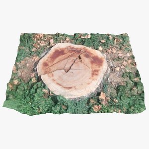 Tree Stump Scan 002