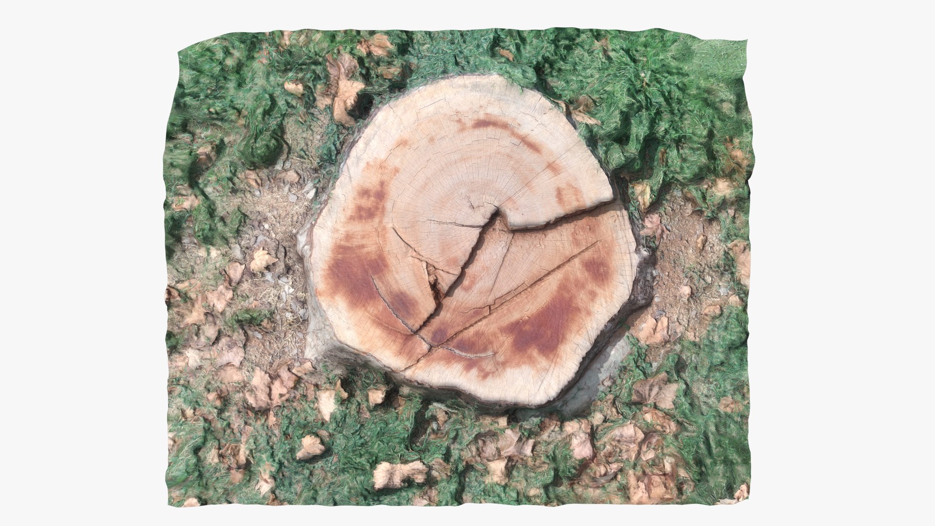 stump 002 scan 3D model https://p.turbosquid.com/ts-thumb/Rm/RETRrr/9inRrX6f/004/jpg/1597836067/1920x1080/fit_q87/511f37f84b280df3cef12062d3a38dc9f2397074/004.jpg