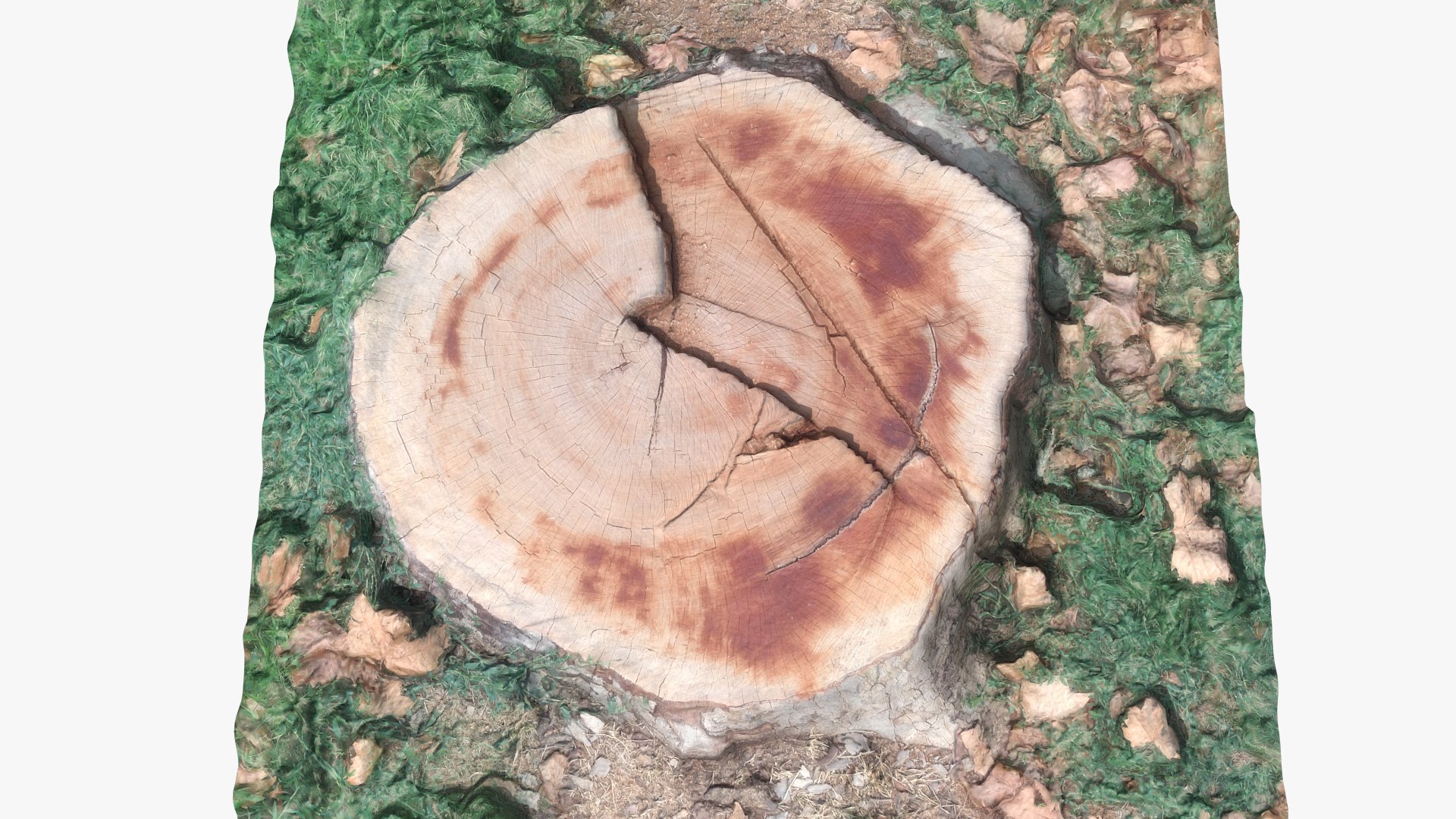 stump 002 scan 3D model https://p.turbosquid.com/ts-thumb/Rm/RETRrr/OVlqkOoF/002/jpg/1597836066/1920x1080/fit_q87/9650bfd3c51fcb8d820eee7f6cbb164d4c0028da/002.jpg