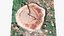 Tree Stump Scan 002