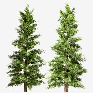 Set of Eastern White Pine or Pinus Strobus Trees - 2 Trees model
