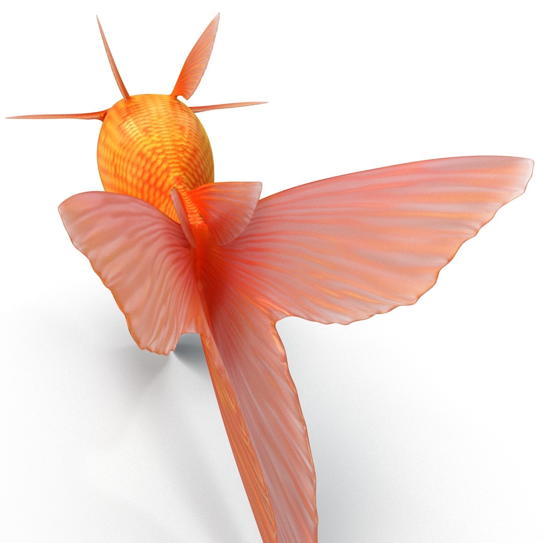 goldfish 3 3d c4d