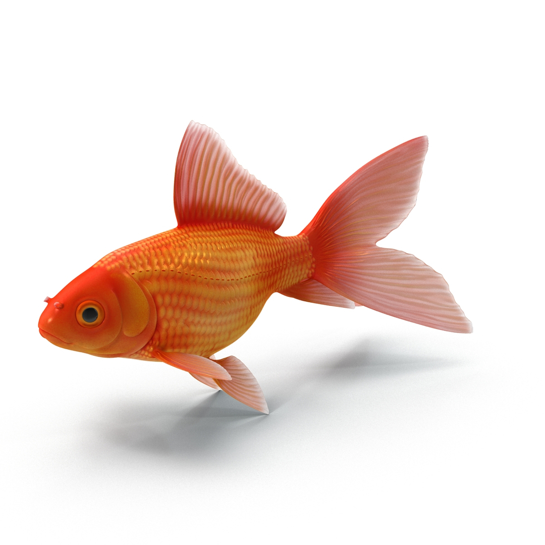 Goldfish 3 3d C4d