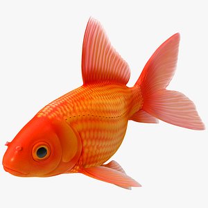 Goldfish 3