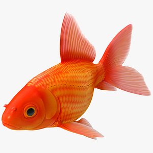 Goldfish 3