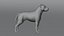 Perro Staffordshire Bull Terrier
