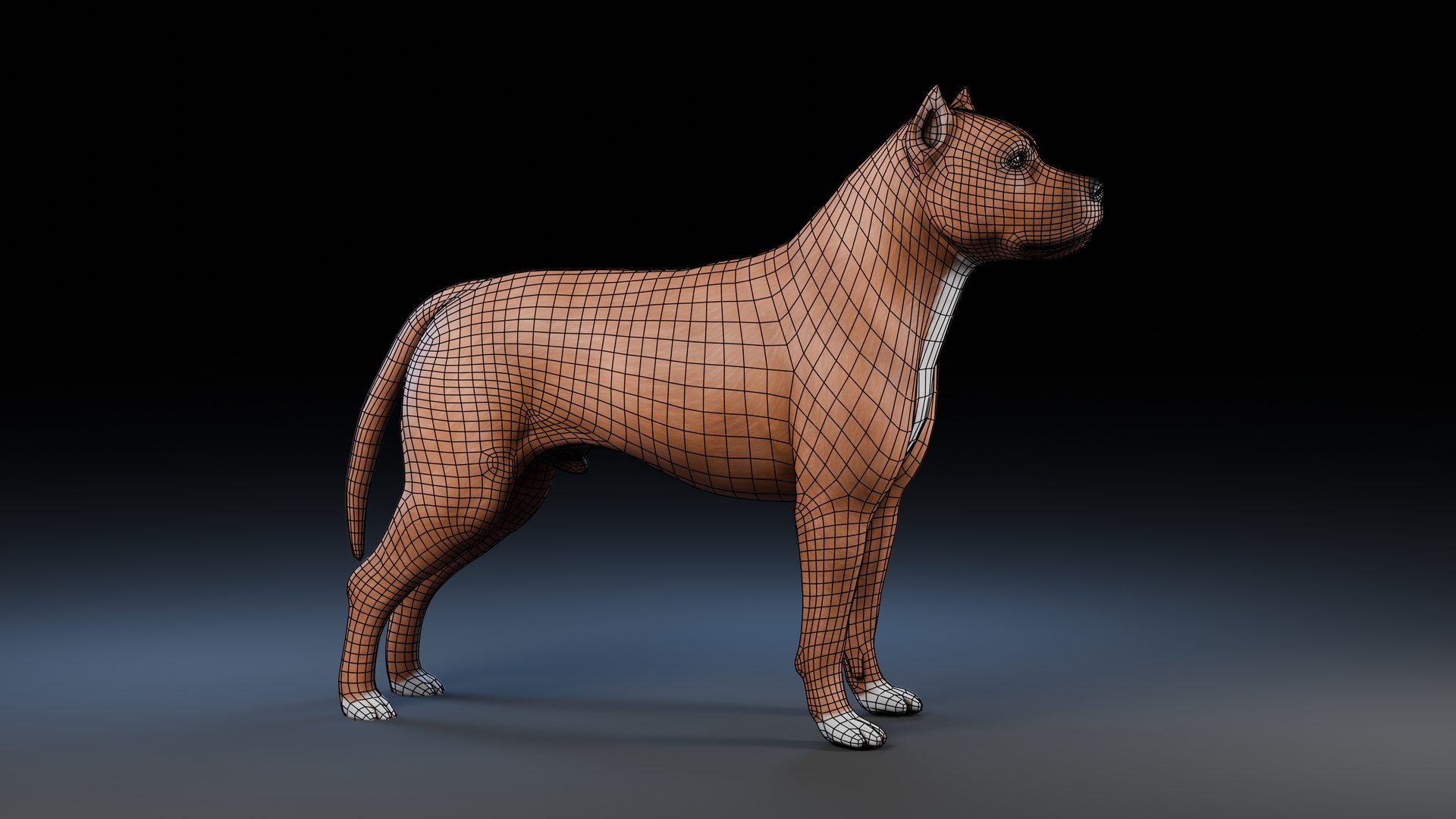 3D model Dog Staffordshire Bull Terrier https://p.turbosquid.com/ts-thumb/Rm/gpxMY6/0W/preview5_wireframe/png/1724990146/1920x1080/fit_q87/9da87c1d2074476f9eb8ab0d02f0603e1093b9d7/preview5_wireframe.jpg