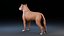 Perro Staffordshire Bull Terrier