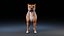 Perro Staffordshire Bull Terrier