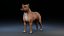 Perro Staffordshire Bull Terrier