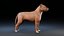 Perro Staffordshire Bull Terrier