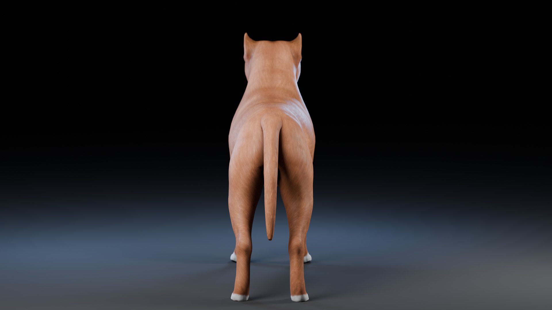 3D model Dog Staffordshire Bull Terrier https://p.turbosquid.com/ts-thumb/Rm/gpxMY6/MB/preview17/png/1724990151/1920x1080/fit_q87/9c1d1fce7a30c17624da7fd62cc7b2f58ae54b58/preview17.jpg