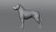Perro Staffordshire Bull Terrier