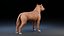 Perro Staffordshire Bull Terrier
