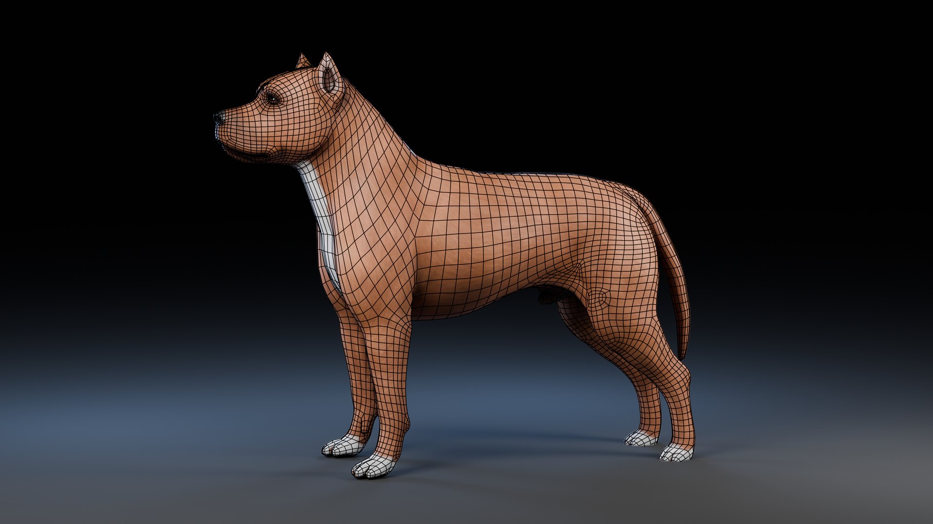 3D model Dog Staffordshire Bull Terrier https://p.turbosquid.com/ts-thumb/Rm/gpxMY6/jQ/preview2_wireframe/png/1724990138/1920x1080/fit_q87/71594da97cb25932d26f7a7ff87a626384a1736c/preview2_wireframe.jpg