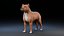 Perro Staffordshire Bull Terrier