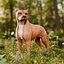 Perro Staffordshire Bull Terrier