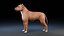 Perro Staffordshire Bull Terrier