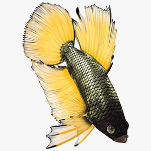 3D Yellow Crowntail Betta Fish Diving Animated Rigged for Maya model