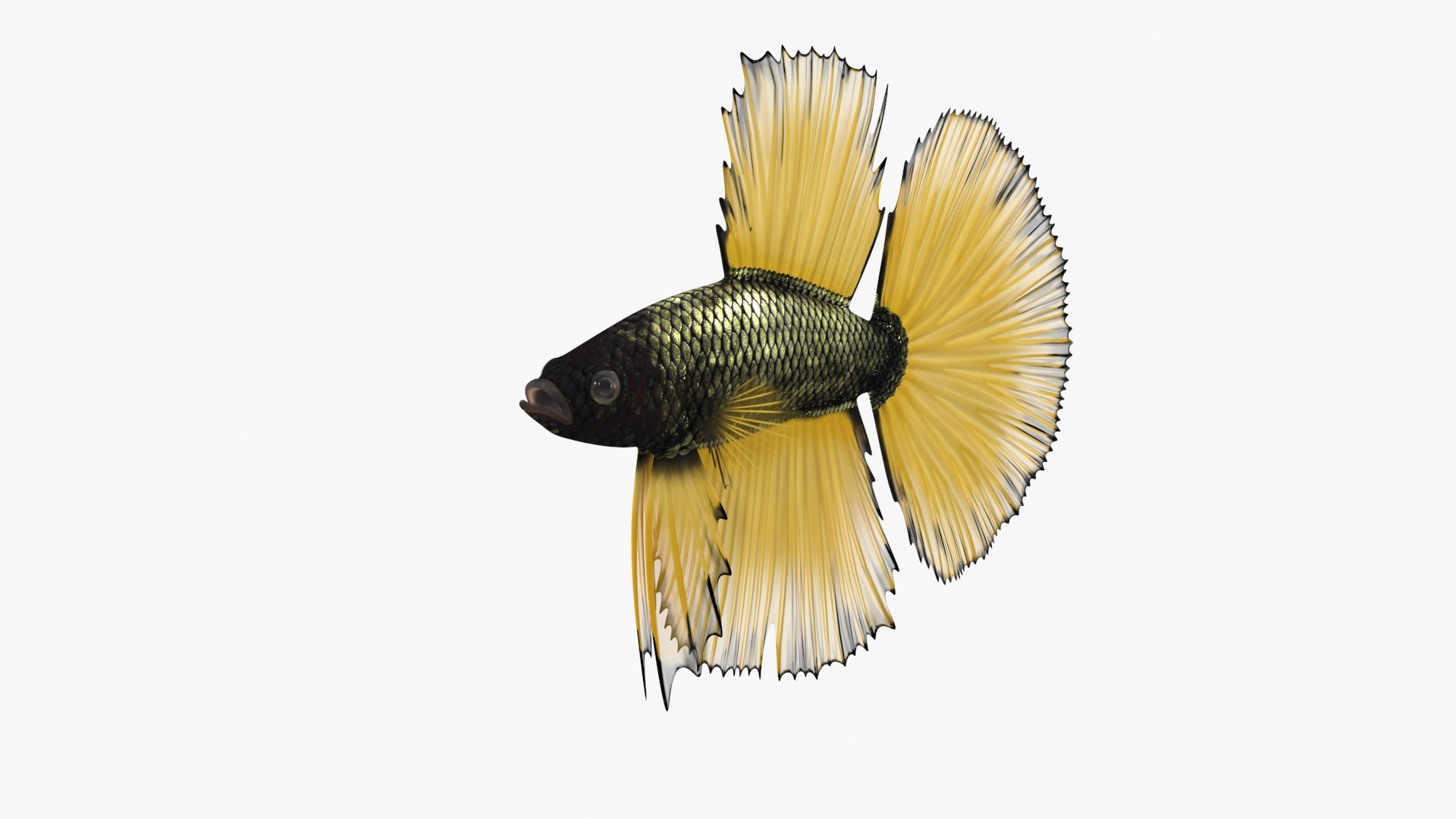 3D Yellow Crowntail Betta Fish Diving Animated Rigged for Maya model https://p.turbosquid.com/ts-thumb/Rm/pPtxLk/yh/yellow_crowntail_betta_fish_diving_animated_rigged_360/jpg/1756195118/1920x1080/turn_fit_q99/c1c48cc9b6146c8829c1e78d397dd474d795c9c0/yellow_crowntail_betta_fish_diving_animated_rigged_360-1.jpg