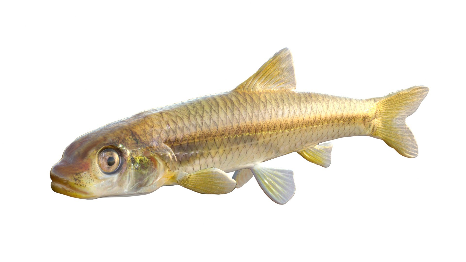 Longnose Shiner Fish 3D Model - TurboSquid 2512211