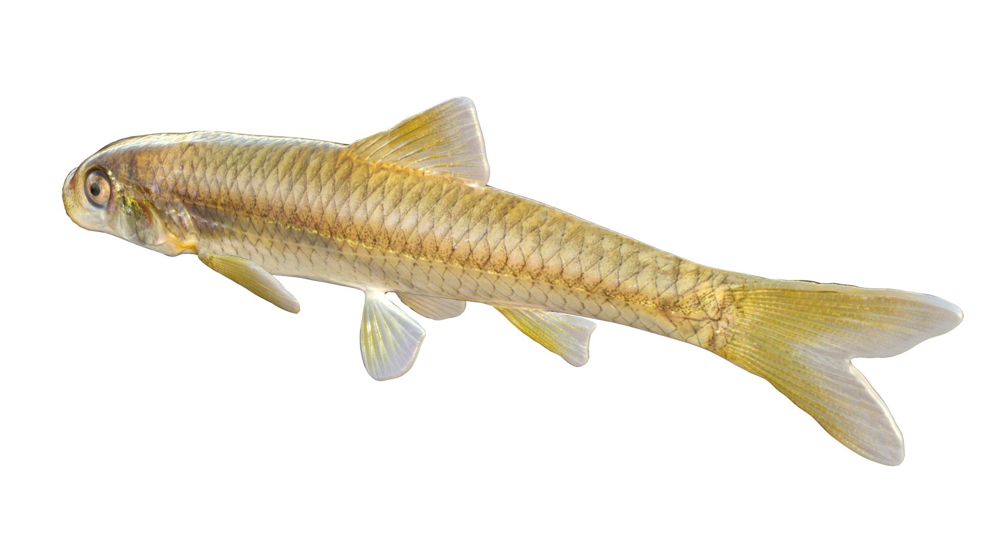 Longnose Shiner Fish 3D Model - TurboSquid 2512211