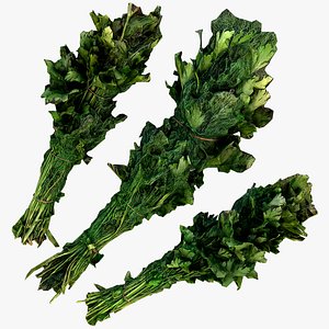 3D model Dill Parsley Onion Green
