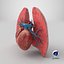 3D Heart Lungs Cross Section