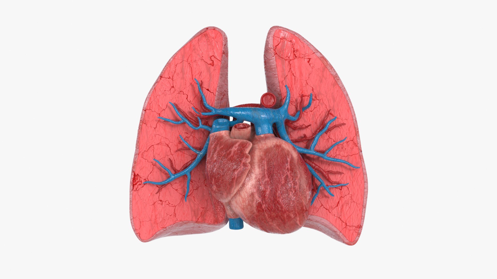 3D Heart Lungs Cross Section https://p.turbosquid.com/ts-thumb/Rn/3AbM74/Gr/heart_lungs_crosssection_main_pr_f_0097/jpg/1766929582/1920x1080/fit_q87/c202609ff84a6f3e8b0aa0e233a76140d07c5fb2/heart_lungs_crosssection_main_pr_f_0097.jpg