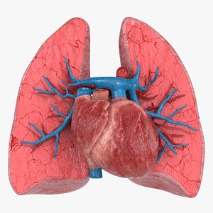 Heart Lungs Cross Section