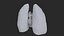 3D Heart Lungs Cross Section