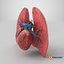 3D Heart Lungs Cross Section