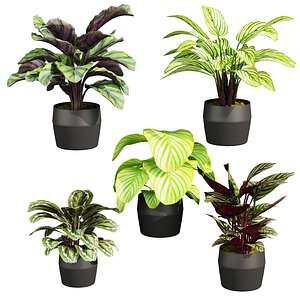 plant vol 765 - indoor - Calathea - pot 3D model