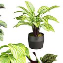 plant vol 765 - indoor - Calathea - pot