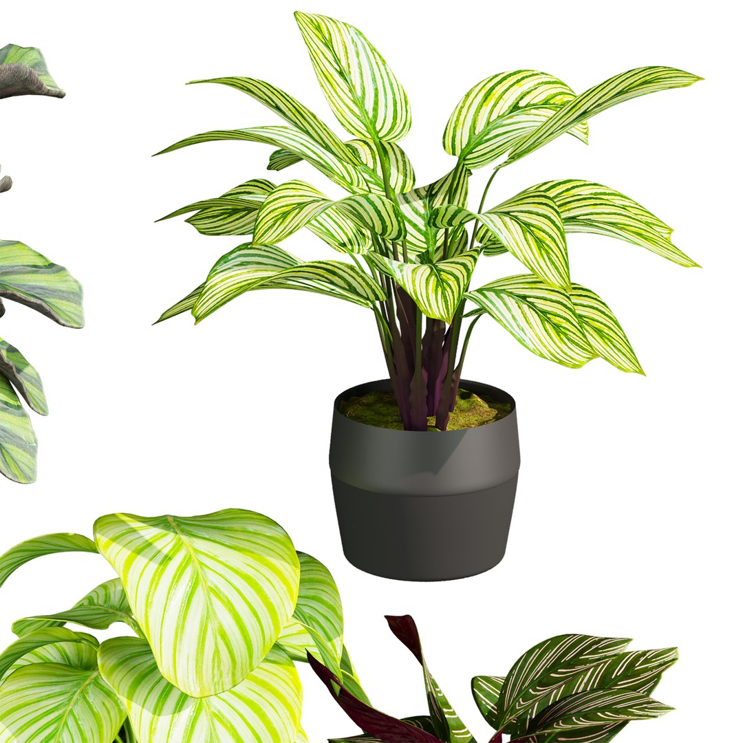 Ultimate Plant Collection – 42 High-Quality 3D Plant Models 3D https://p.turbosquid.com/ts-thumb/Rn/9DY0ym/TL/3/jpg/1765665934/1920x1080/fit_q87/e1e6bc90678a8e55cdcaf63c977599b44113e1ee/3.jpg