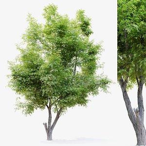 Robinia ambigua decaisneana 2