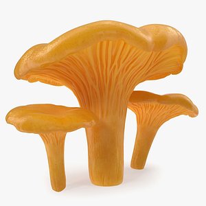 chanterelle mushrooms set model