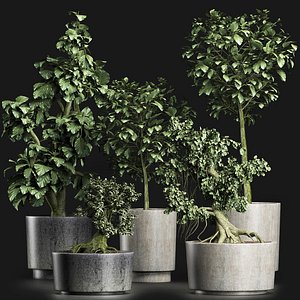 3D model exotic plants tree