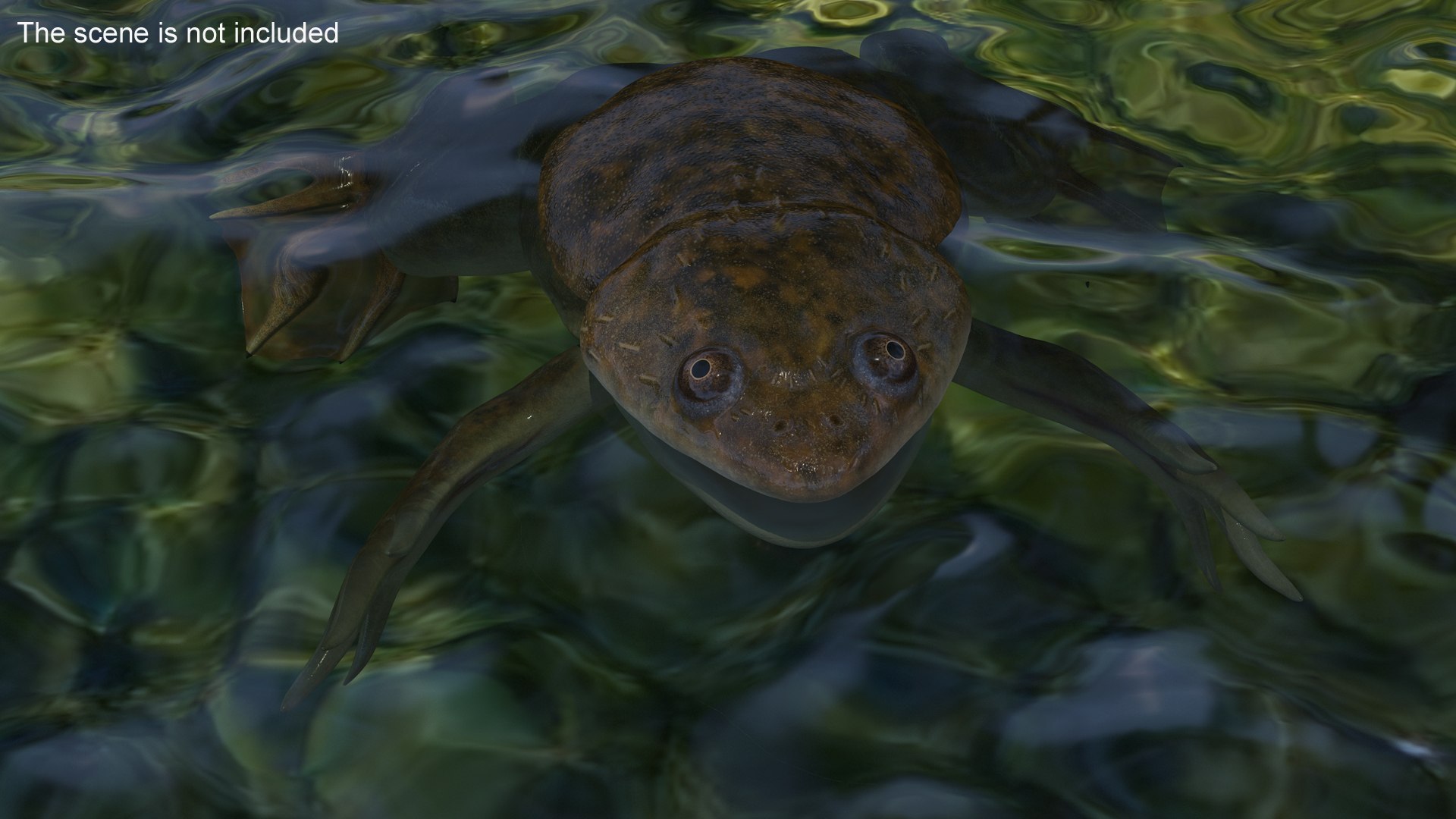 African Claw-toe Frog Rigged For Cinema 4D 3D Model - TurboSquid 2146958