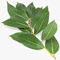 Laurus Nobilis Stem